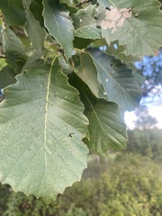 Quercus muehlenbergii
