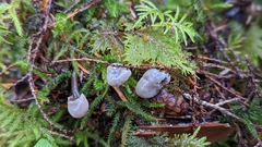 Cudonia grisea