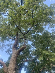 Quercus muehlenbergii