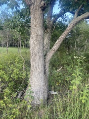 Quercus muehlenbergii