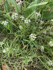 Lobularia maritima
