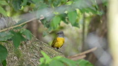 Eucometis penicillata