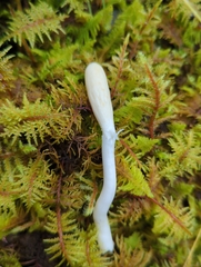 Trichoderma leucopus