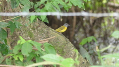 Eucometis penicillata