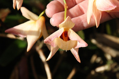 Dendrobium moschatum