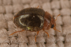 Rhyzobius lophanthae