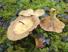 Lactarius repraesentaneus