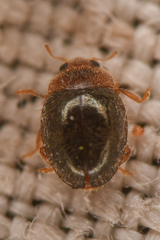 Rhyzobius lophanthae