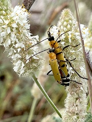 Chauliognathus misellus