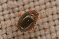 Rhyzobius lophanthae