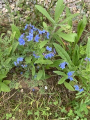 Myosotis sylvatica