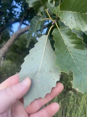 Quercus muehlenbergii