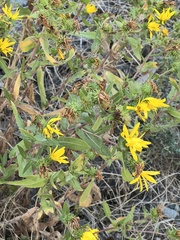 Grindelia