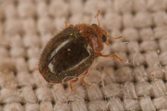 Rhyzobius lophanthae