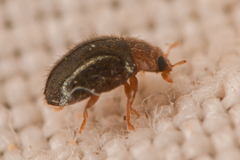 Rhyzobius lophanthae