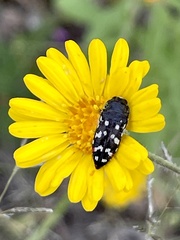 Acmaeodera rubronotata