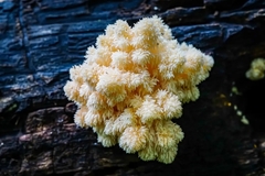 Hericium coralloides
