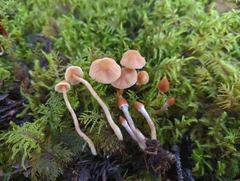 Cortinarius acutus