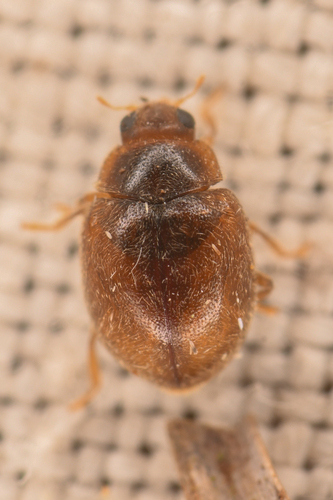 Scymnus difficilis