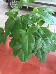 Syngonium podophyllum