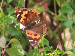 Vanessa indica indica