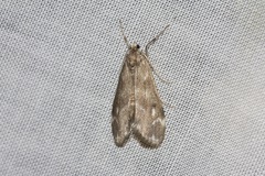 Hygraula nitens