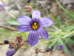Sisyrinchium scabrum