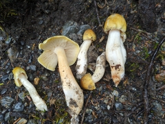 Tricholoma arvernense