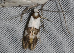Monopis meliorella