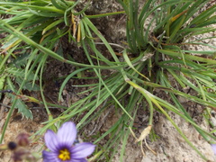 Sisyrinchium scabrum