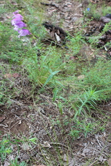 Penstemon campanulatus