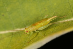 Cyrtoxipha columbiana