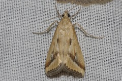 Achyra massalis