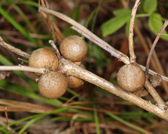 Disholcaspis quercusglobulus