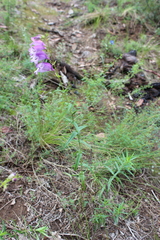 Penstemon campanulatus