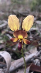 Diuris orientis