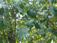 Pyrus