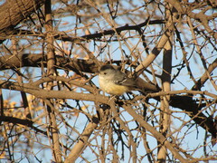Thamnophilus caerulescens