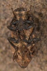 Dryopidae