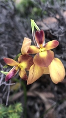 Diuris orientis
