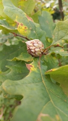 Andricus foecundatrix