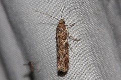 Ephestiopsis oenobarella