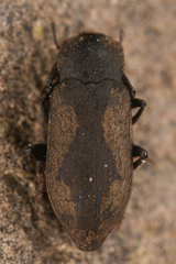 Dryopidae