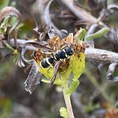 Parancistrocerus declivatus