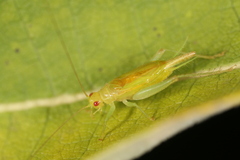 Cyrtoxipha columbiana