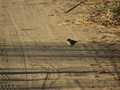 Microspingus melanoleucus