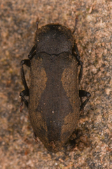 Dryopidae