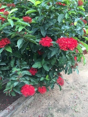 Ixora