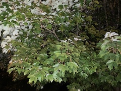 Acer nigrum