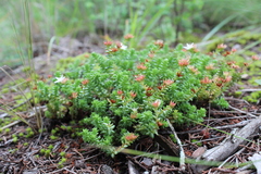Sedum moranense